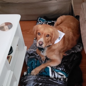 Team Page: Charlie Wentz